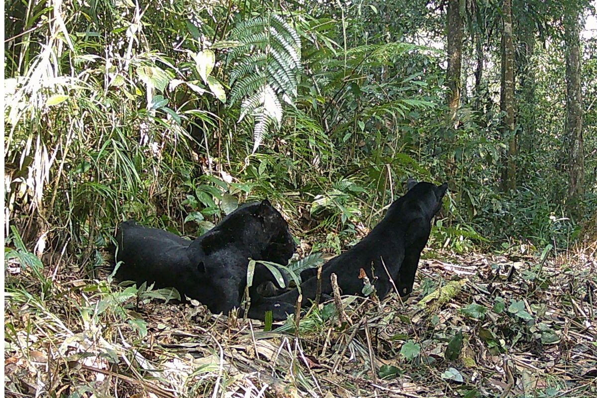 Sepasang Macan Kumbang terekam kamera di Taman Nasional Gunung Halimun Salak (TNGHS).