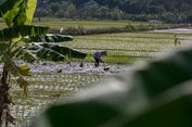 Kalender Warige Disebut Hanya 35 Persen Cocok Saat El Nino dan La Nina