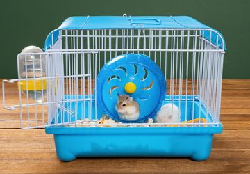 7 Tips Memilih Kandang Hamster yang Tepat