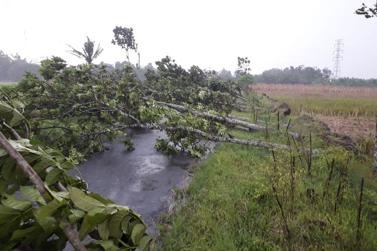 Pohon roboh menghalani jalan di Desa Kaliwining Kecamatan Rambipuji Kabupaten Jember pada Kamis (23/12/2021)