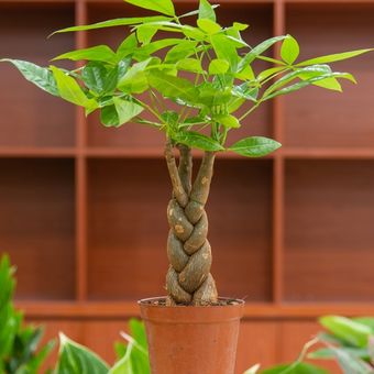 Pohon uang (money tree) atau kacang saba