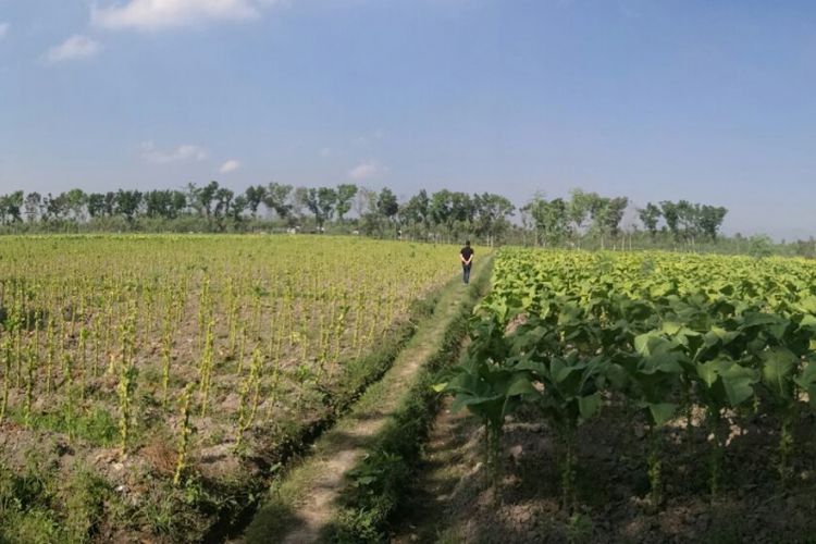 Lahan perkebunan tembakau di Desa Puyung, Lombok Tengah