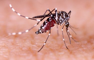 Ilustrasi nyamuk demam berdarah, nyamuk aedes aegypti.