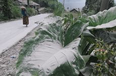 Pasca-hujan Abu Vulkanik Gunung Merapi, BPBD Boyolali Pastikan Tak Ada Warga yang Terkena ISPA