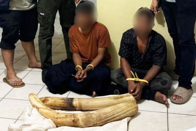 Terduga pelaku pembawa gading gajah bersama barang bukti di Mapolda Aceh di Banda Aceh, Jumat (26/4/2024).