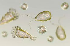 Macam-macam Protozoa Berdasarkan Alat Geraknya