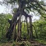 Keunikan Pohon Beringin Raksasa di Kebun Raya Bali, Usianya Lebih dari 1 Abad