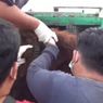 Usai Bergelantungan di Kabel Listrik, Orangutan Ditemukan Mati di Pinggir Jalan Lintas Kalimantan