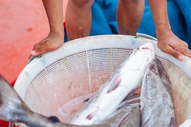 67+ Ikan Tenggiri Air Laut Atau Tawar HD Terbaik