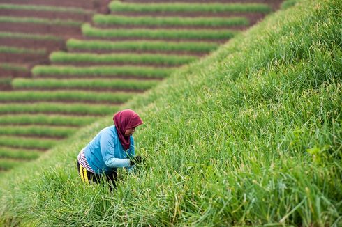 Magelang Rasa Ubud, Cuma di Terasering Kajoran