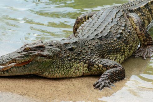 Animals Gone Wild: Indonesian Farmer Killed by Crocodile in East Nusa Tenggara 