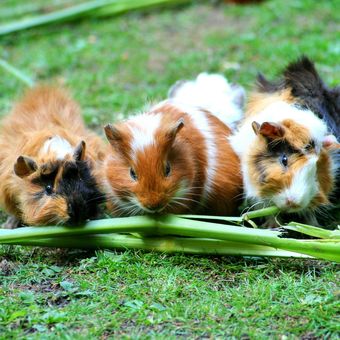 Ilustrasi guinea pig sedang makan. 