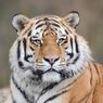 Peningkatan Populasi Harimau di Nepal Harus Dibayar Mahal dengan Nyawa Manusia