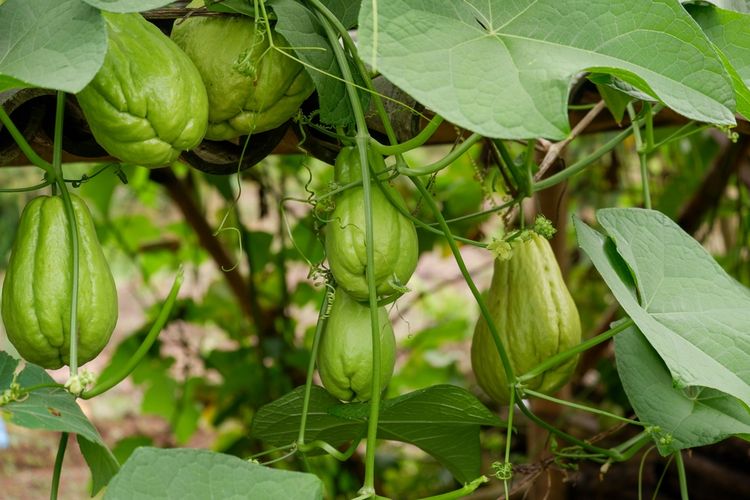 Ilustrasi tanaman labu siam