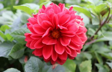 8 Bunga Berwarna Merah yang Dapat Mempercantik Taman