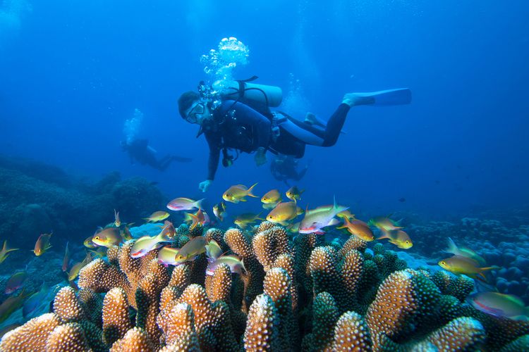 Ilustrasi menyelam di Raja Ampat.