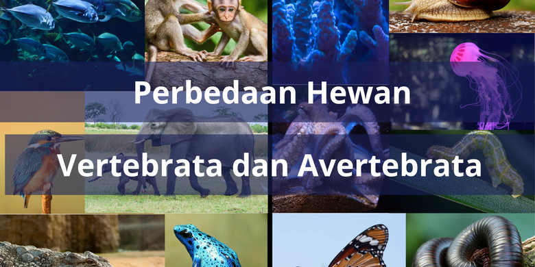 Perbedaan hewan vertebrata dan avertebrata kelas 5 sd