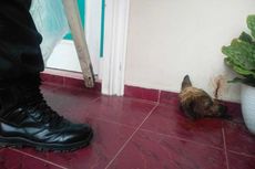 Rumah Kasi Penkum Kejati Riau Dilempari Potongan Kepala Anjing