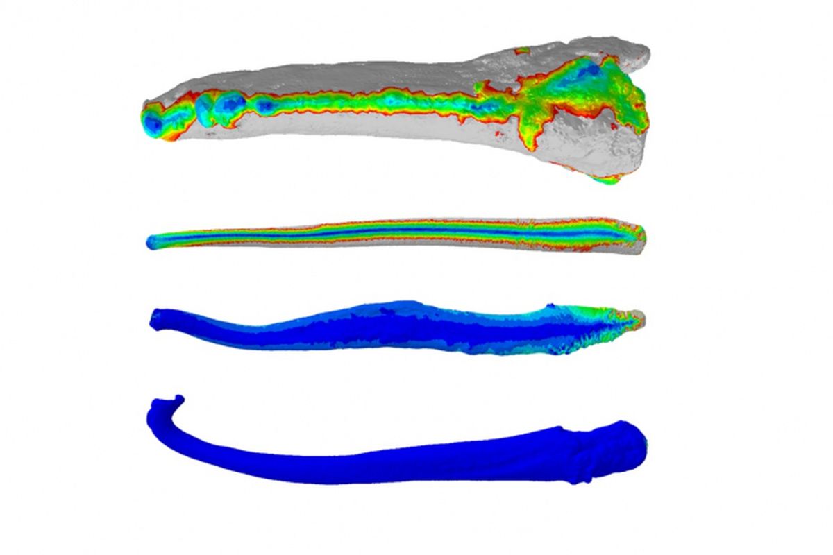 Model elemen hingga 3D dari tulang penis karnivora?dari atas ke bawah: harimau, beruang coklat, serigala, kuskus. Bukan skala. Warna-warna panas menunjukkan daerah-daerah tulang yang mengalami stres. Warna-warna dingin menunjukkan tulang yang kurang tekanan (lebih kuat).