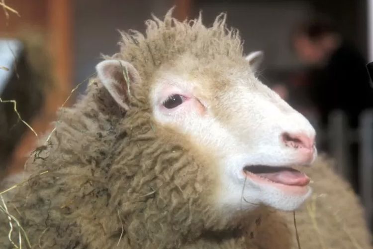 Domba Dolly diciptakan dengan kloning untuk menemukan obat untuk penyakit akibat penuaan.