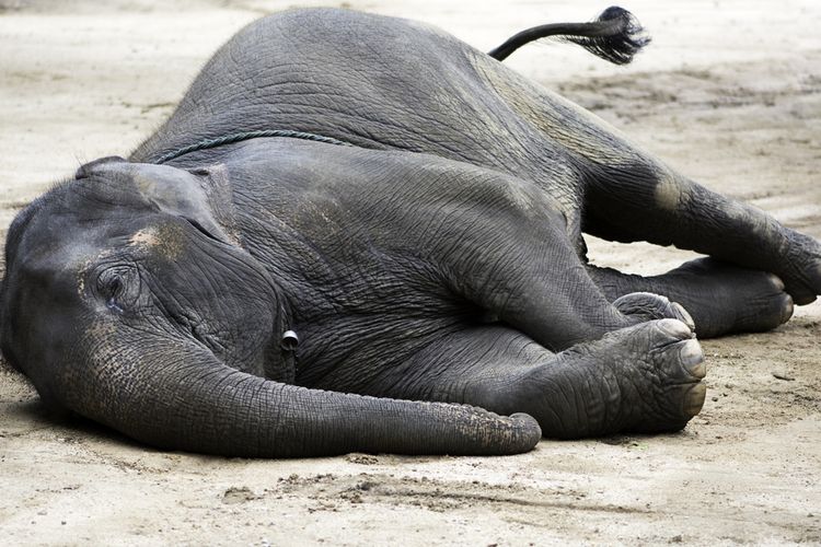 Ilustrasi gajah mati. Seekor gajah Sumatera (Elephas maximus Sumatranus) berjenis kelamin jantan berusia lima tahun yang ditemukan mati di kebun karet milik warga di Desa Suo-Suo, Kecamatan Sumay, Kabupaten Tebo, Provinsi Jambi, Minggu (28/8/2022). Penyebabnya masih diselidiki.
