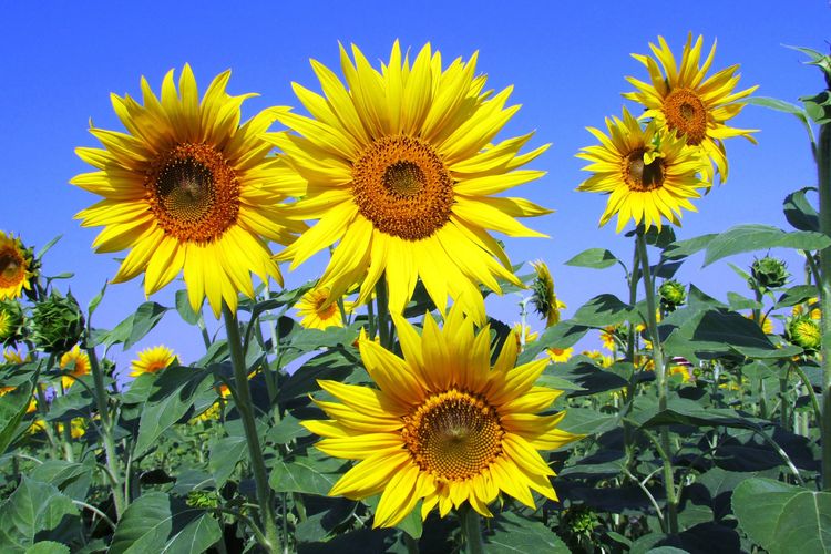 Ilustrasi bunga matahari, tanaman refugia