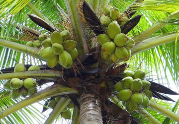 Masa Depan Kelapa di Negeri Nyiur Melambai