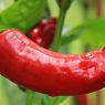 6 Tips Membuat Tanaman Cabai Berbuah Besar dan Lebat 