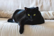 5 Fakta Menarik Kucing Hitam yang Sering Dikaitkan dengan Nasib Buruk