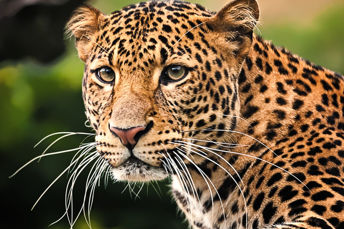 Ilustrasi macan tutul. 