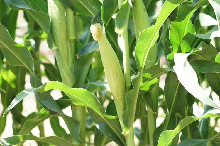 Ilustrasi tanaman jagung.