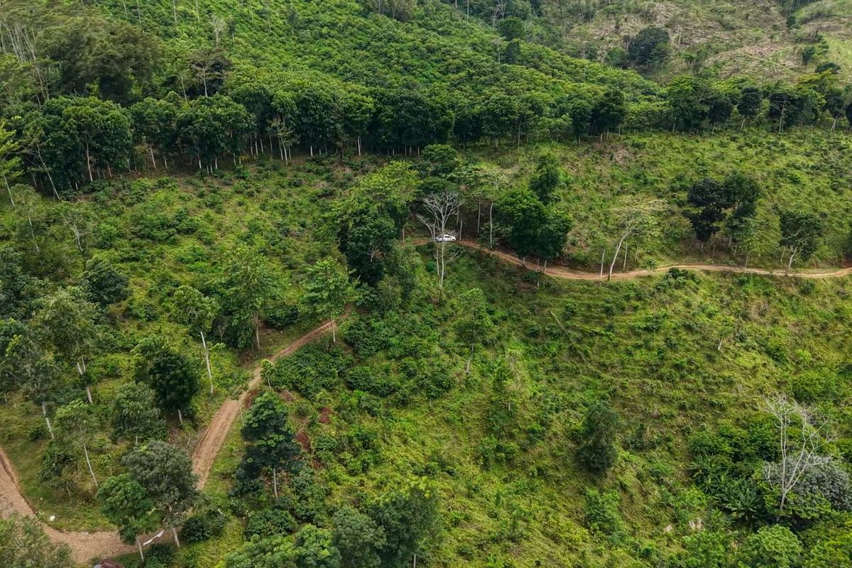 Pemandangan perkebunan kopi di Dusun Baban Timur, Desa Mulyorejo, Kecamatan Silo, Jember, Jawa Timur, Jumat (29/11/2025). Dusun Baban Timur merupakan salah satu dusun yang berada di dalam kawasan perkebunan dan hutan milik BUMN.