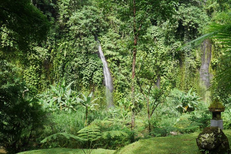 Tempat untuk melakukan aktvitas outdoor seperti olahraga, estate walk, renang, hingga piknik di Como Shambhala Estate, Bali, Sabtu (16/12/2017).