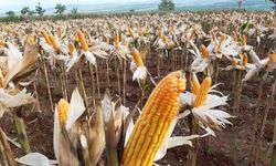 Gunung Kidul Mulai Panen Kacang dan Jagung, Hasilnya di Atas Rata-rata