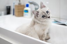 Penyebab Kucing Membuang Kotoran di Wastafel dan Bathtub Kamar Mandi