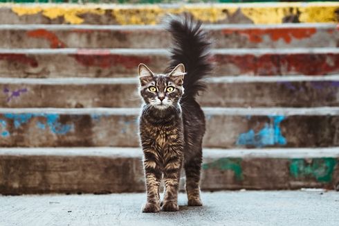 Alasan Mengapa Kucing Peliharaan Memburu hingga Memakan Tikus