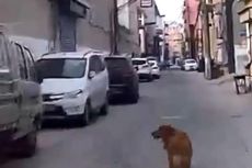 Anjing Ini Pandu Ambulans Jalan Menuju Pemiliknya yang Pingsan
