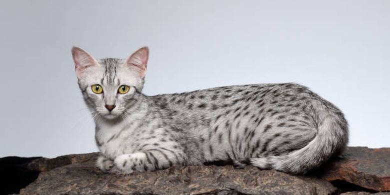 ilustrasi ras kucing Egyptian Mau.