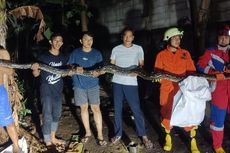 Mangsa Hewan Ternak di Lebak Bulus, Ular Sanca Sepanjang 3,5 Meter Ditangkap