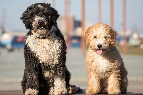 Kisah Anjing Terapi Bandara Istanbul, Ditugaskan Redakan Stres Penumpang