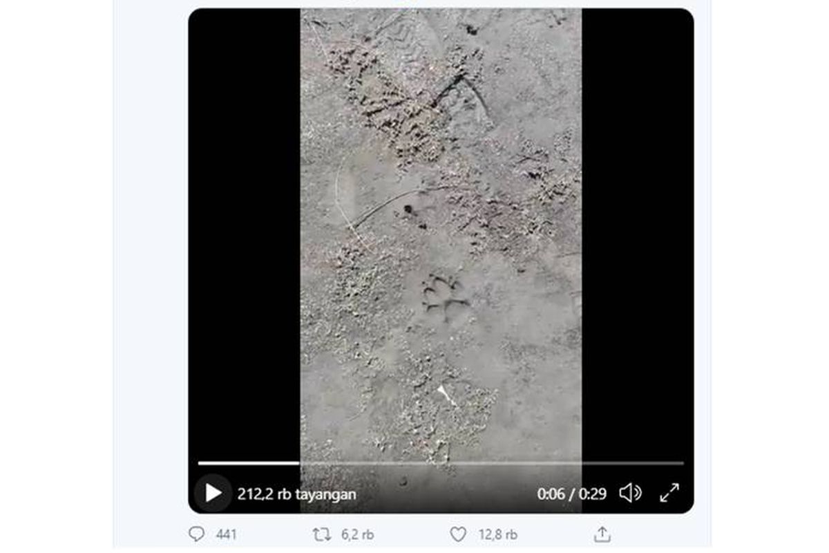 Tangkapan layar twit tentang jejak kaki hewan yang ditemukan di Ranu Kumbolo, Semeru