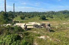 Ada Penangkaran Gajah di Tol Pekanbaru-Dumai, Ketahui Lokasinya