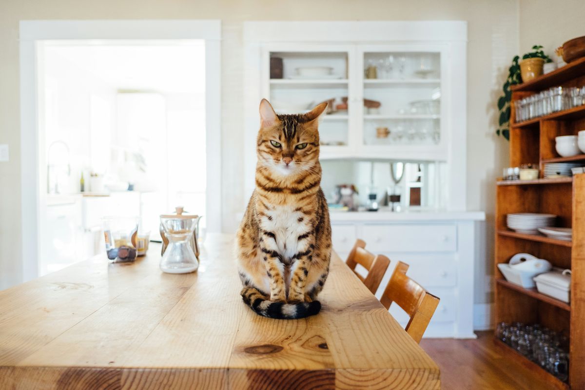 Hal-hal yang membuat kucing peliharaan kesal.