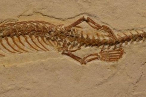 Fosil Ular Berkaki Empat Ditemukan di Brasil