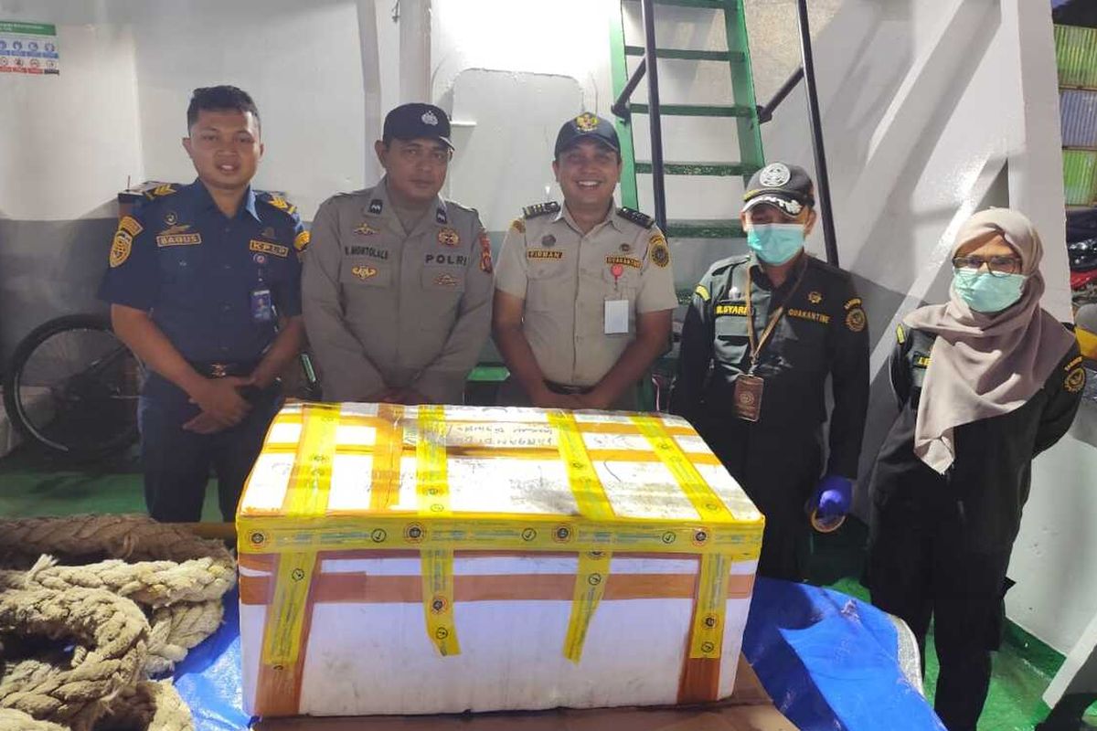 DAGING TIKUS: Sebuah kotak styrofoam yang berisi 30 kg daging tikus ilegal digagalkan pengirimannya oleh petugas di Pelabuhan Gorontalo. Daging tikus ini berasal dari Bunta Sulawesi Tengah yang akan dibawa ke Tomohon untuk dikonsumsi.