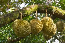 Waktu, Musuh Penjual dan Pencinta Durian