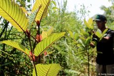 Mengenal Kratom, Daun Ajaib Asal Kalimantan yang Banyak Diekspor ke Amerika