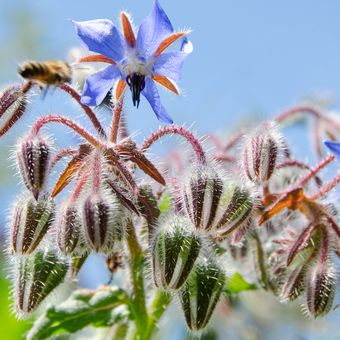 Ilustrasi tanaman Borage. 