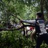 9 Pohon di Jakarta Tumbang Imbas Hujan Deras dan Angin Kencang, Timpa Kabel PLN hingga Gereja