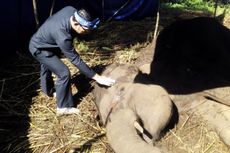 Ridwan Kamil Jenguk Gajah Sumatera yang Sekarat di Kebun Binatang Bandung